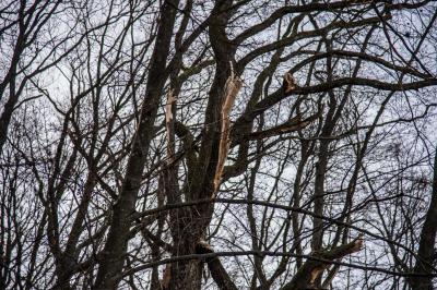 Korb: Baeume stuertzen um und begraben mehrere Pkws unter sich